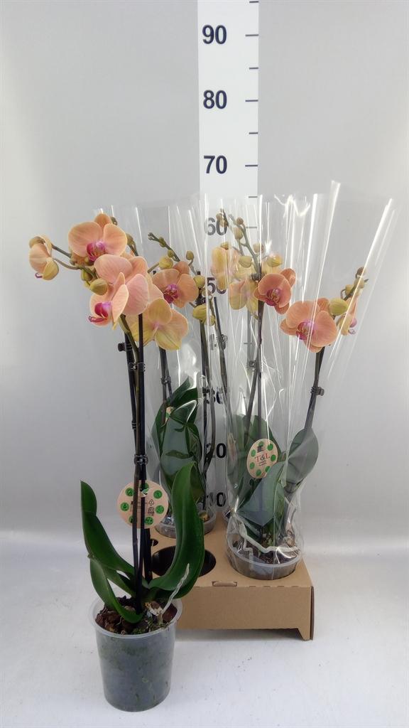 Горшечные цветы и растения оптом Phalaenopsis ... от 4шт из Голландии с доставкой по России