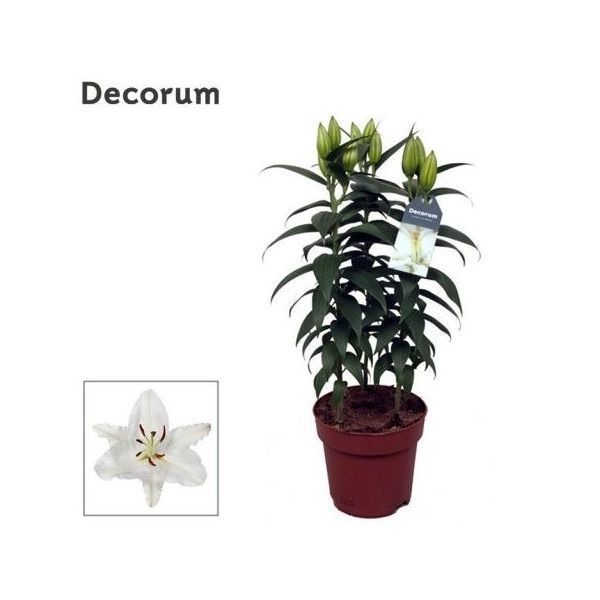 Горшечные цветы и растения оптом Lilium Or Oxygen 3pp (decorum) от 6шт из Голландии с доставкой по России