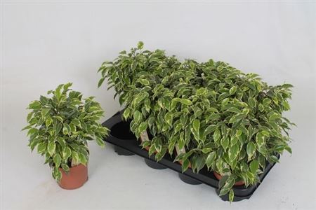 Горшечные цветы и растения оптом Ficus Be Kinky от 8шт из Голландии с доставкой по России