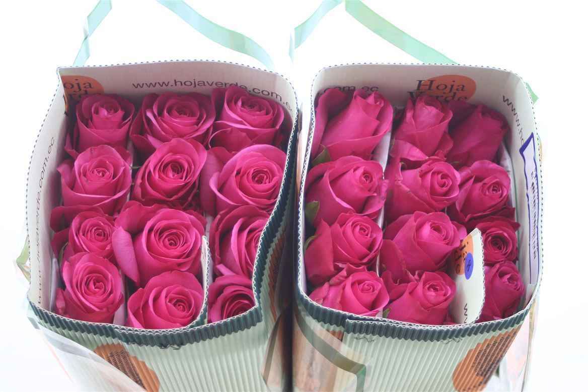 Срезанные цветы оптом Rosa la stiletto от 50шт из Голландии с доставкой по России