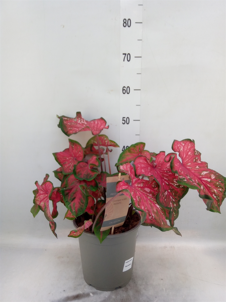 Горшечные цветы и растения оптом Caladium   ... от 1шт из Голландии с доставкой по России