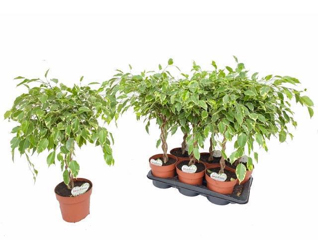 Горшечные цветы и растения оптом Ficus Be Golden King Twisted Stem от 6шт из Голландии с доставкой по России