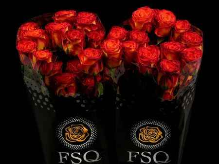 Срезанные цветы оптом Rosa ec circus от 40шт из Голландии с доставкой по России