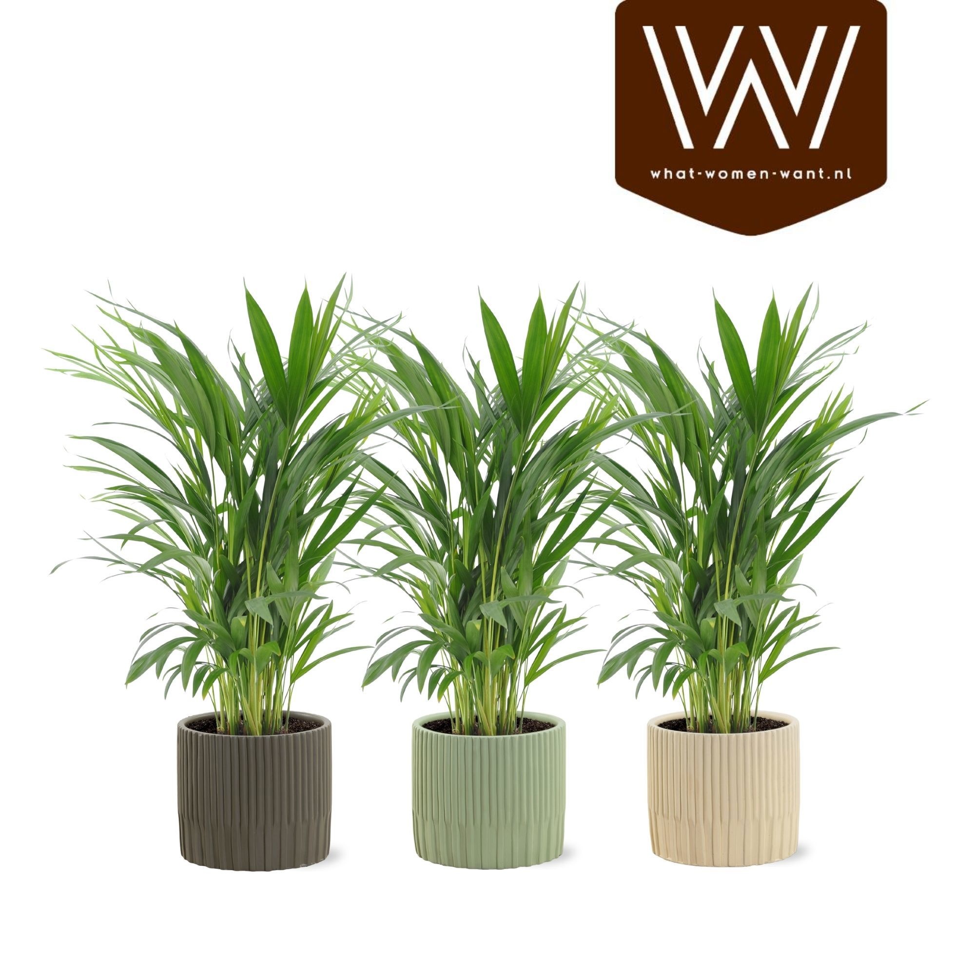 Горшечные цветы и растения оптом Dypsis Lutescens от 3шт из Голландии с доставкой по России