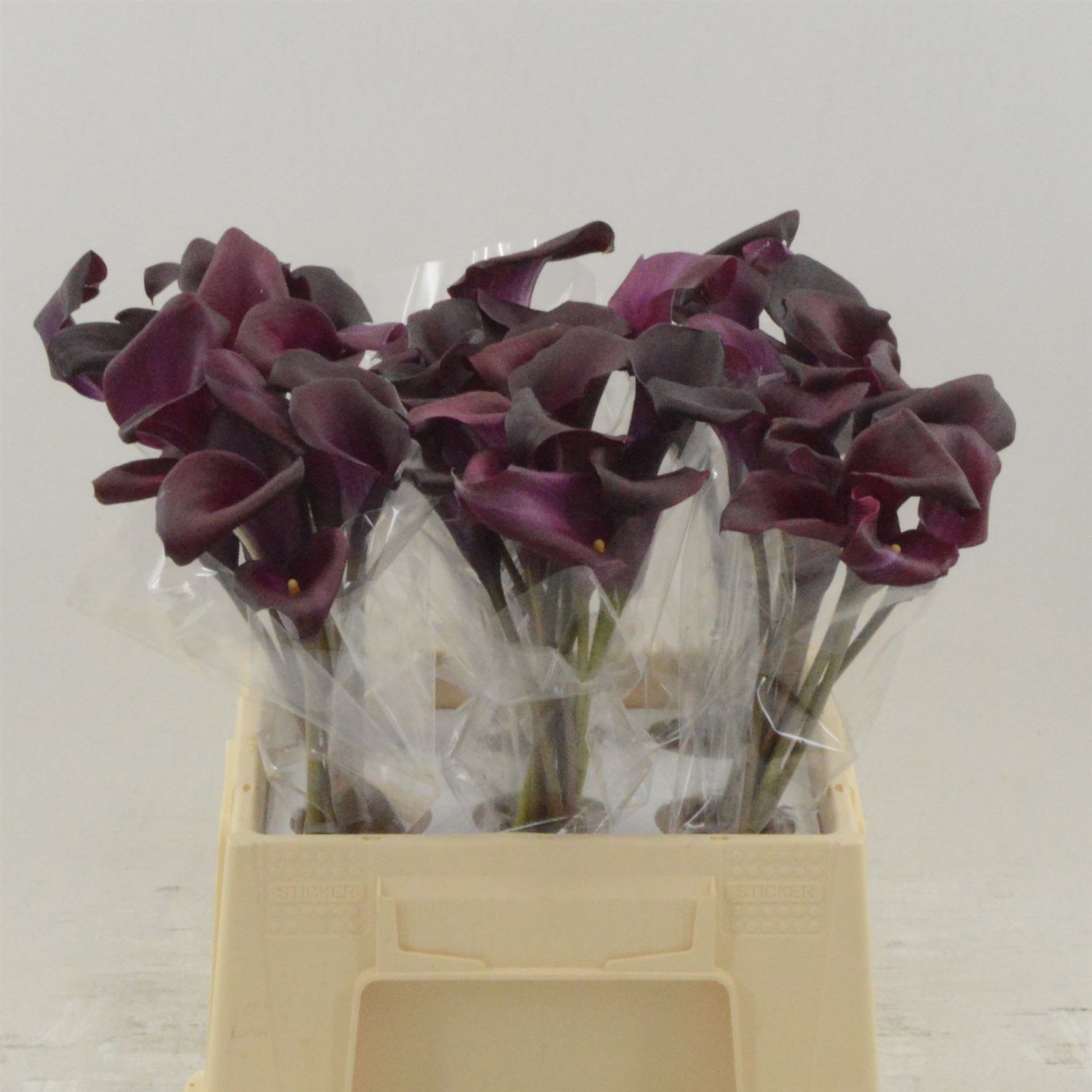 Срезанные цветы оптом Zantedeschia sumatra от 60шт из Голландии с доставкой по России