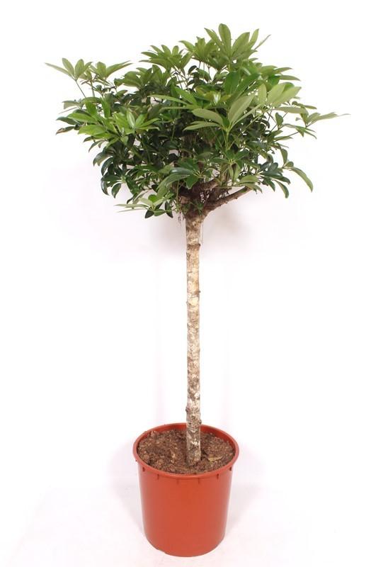 Горшечные цветы и растения оптом Schefflera Compacta On Stem от 1шт из Голландии с доставкой по России