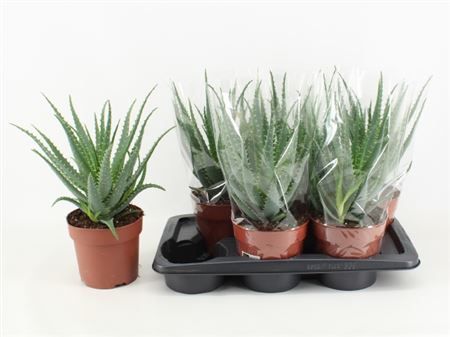 Горшечные цветы и растения оптом Aloe Arborescens от 6шт из Голландии с доставкой по России