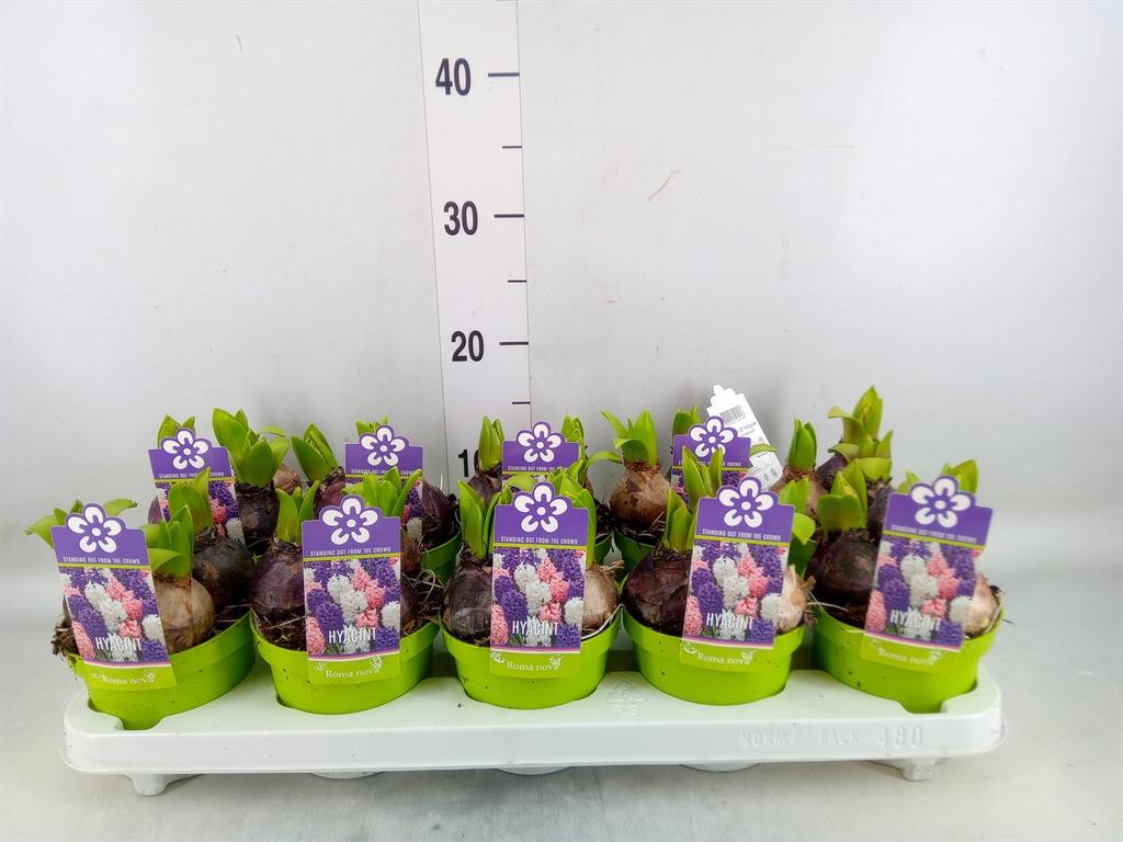 Горшечные цветы и растения оптом Hyacinthus Orie.   ...mix/pot от 10шт из Голландии с доставкой по России
