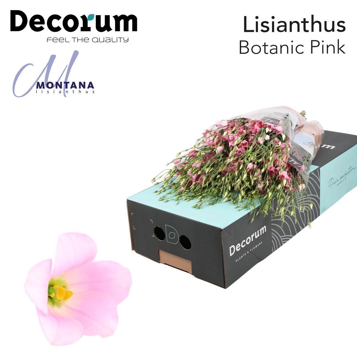 Срезанные цветы оптом Lisianthus si botanic pink от 60шт. из Голландии с доставкой по России