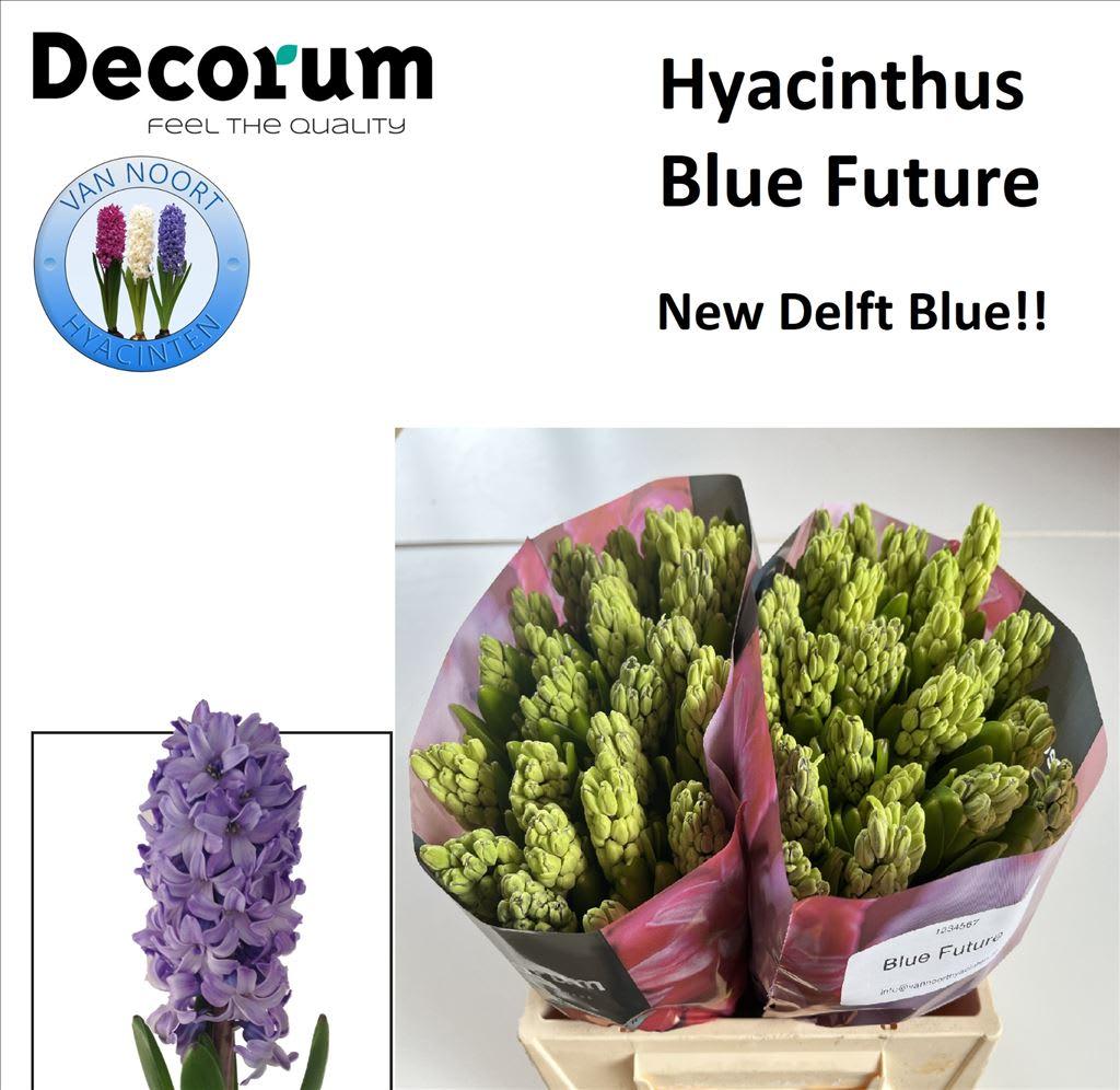 Срезанные цветы оптом Hyacinthus blue future от 50шт из Голландии с доставкой по России