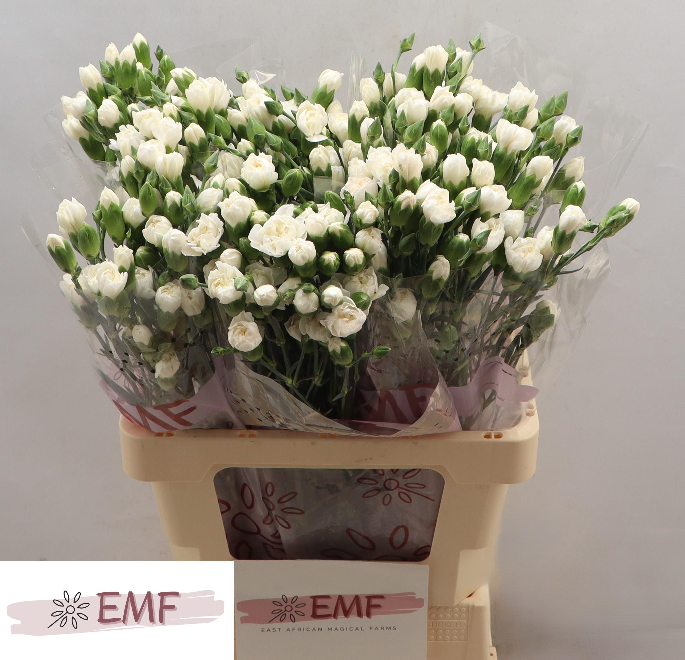 Срезанные цветы оптом Dianthus sp artic от 60шт из Голландии с доставкой по России