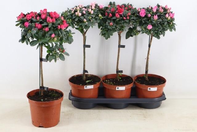 Горшечные цветы и растения оптом Rhodo Ov от 3шт из Голландии с доставкой по России