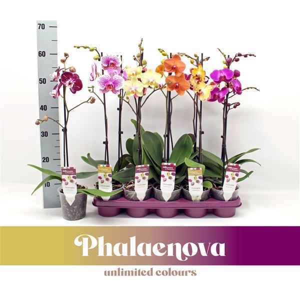 Горшечные цветы и растения оптом Phal 1st Mix 6+ (phalaenova) от 10шт из Голландии с доставкой по России