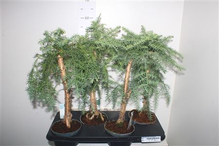Горшечные цветы и растения оптом Bonsai Araucaria Cunninghamii от 4шт из Голландии с доставкой по России