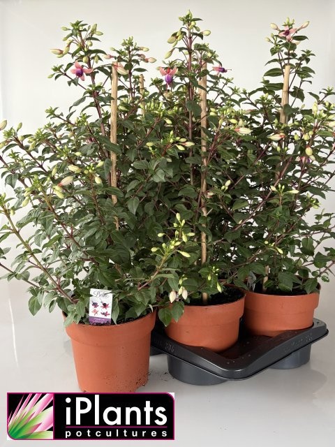 Горшечные цветы и растения оптом Fuchsia B F Mixk от 6шт из Голландии с доставкой по России