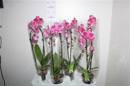 Горшечные цветы и растения оптом Phal El Cascade1 Branche 6+ 55cm * Spring Deal от 4шт из Голландии с доставкой по России