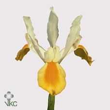 Срезанные цветы оптом Iris apollo от 100шт из Голландии с доставкой по России