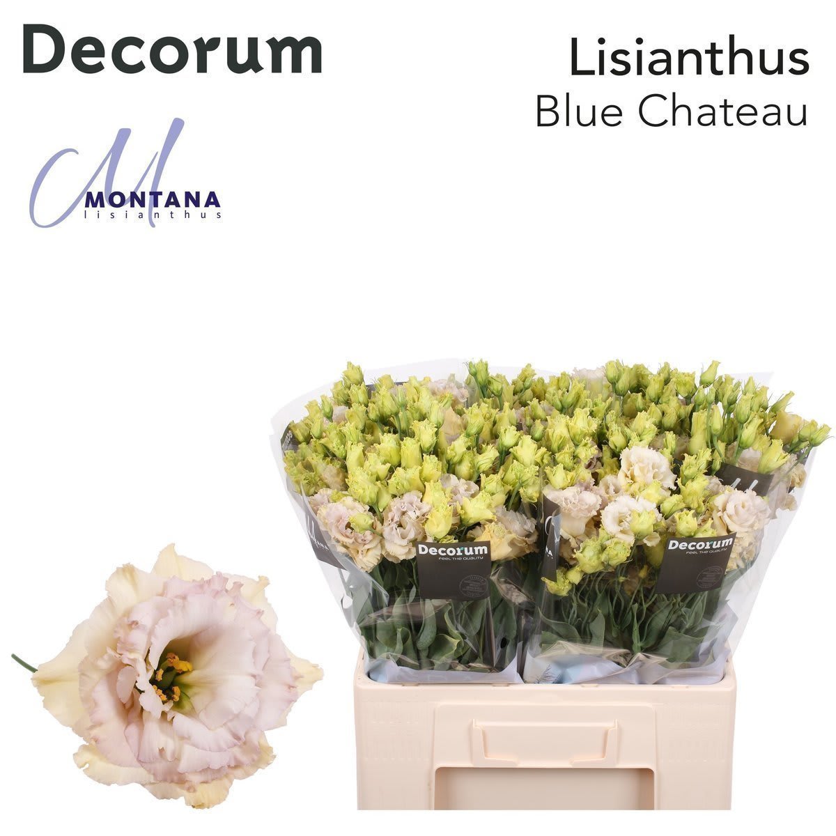Срезанные цветы оптом Lisianthus do blue chateau от 50шт из Голландии с доставкой по России
