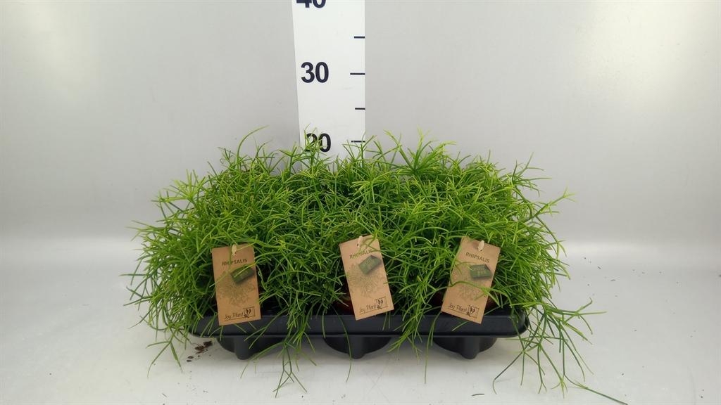 Горшечные цветы и растения оптом Rhipsalis Baccifera oasis от 6шт из Голландии с доставкой по России