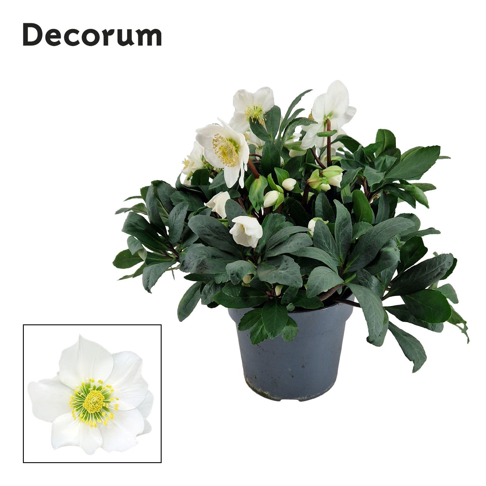 Горшечные цветы и растения оптом Helleborusn. Mont Blanc 17cm (xl) Decorum от 6шт из Голландии с доставкой по России