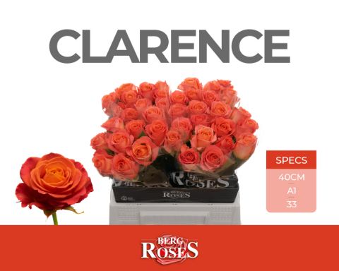 Срезанные цветы оптом Rosa large clarence от 40шт из Голландии с доставкой по России
