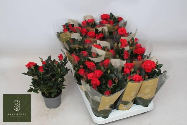 Горшечные цветы и растения оптом Ro Red Merce Kord Gr от 15шт из Голландии с доставкой по России