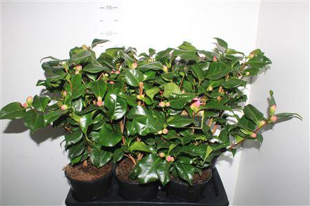 Горшечные цветы и растения оптом Came J Dr King 15+ от 6шт из Голландии с доставкой по России