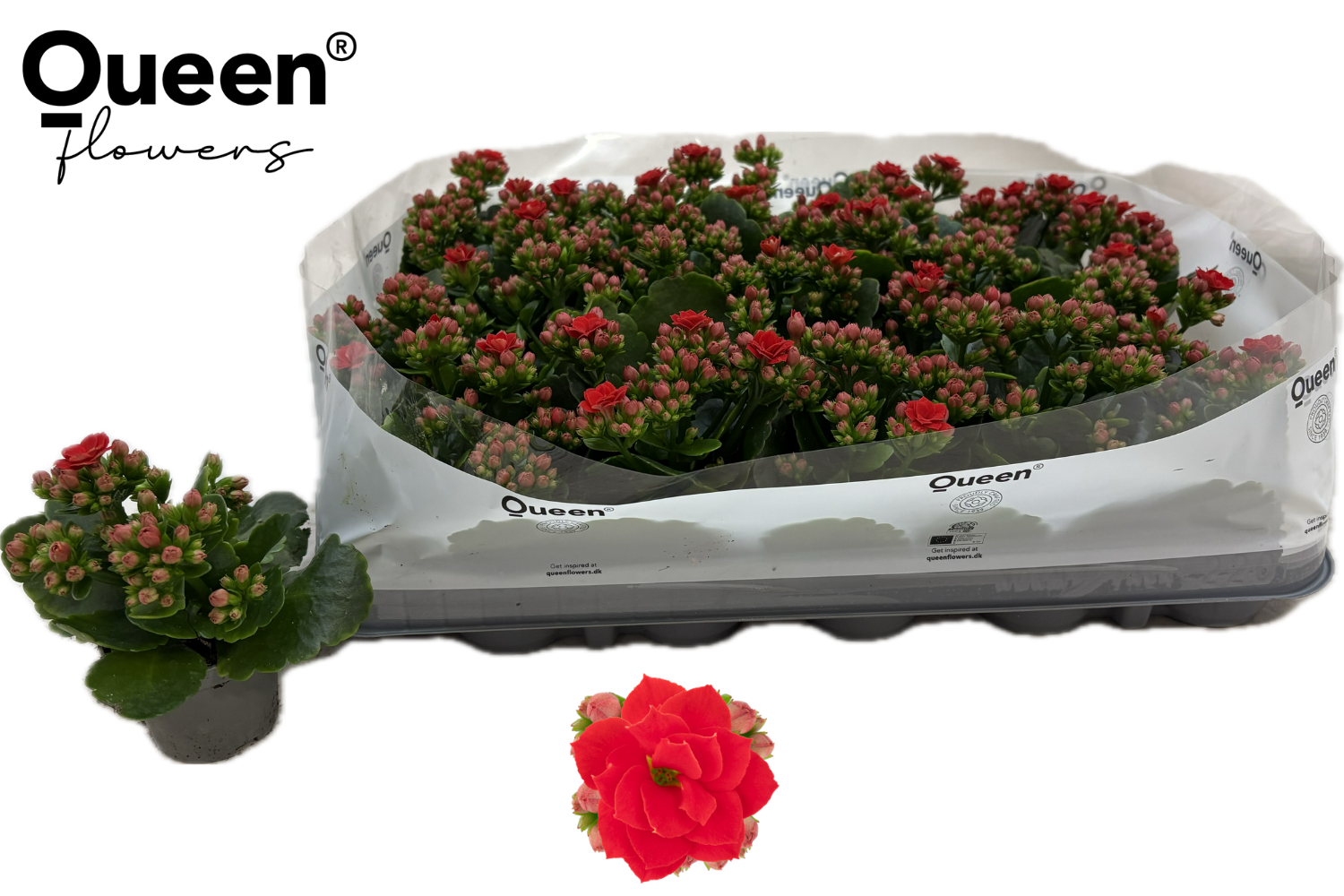 Горшечные цветы и растения оптом Kal Ge Rf Noelle от 20шт (для телеги) из Голландии с доставкой по России