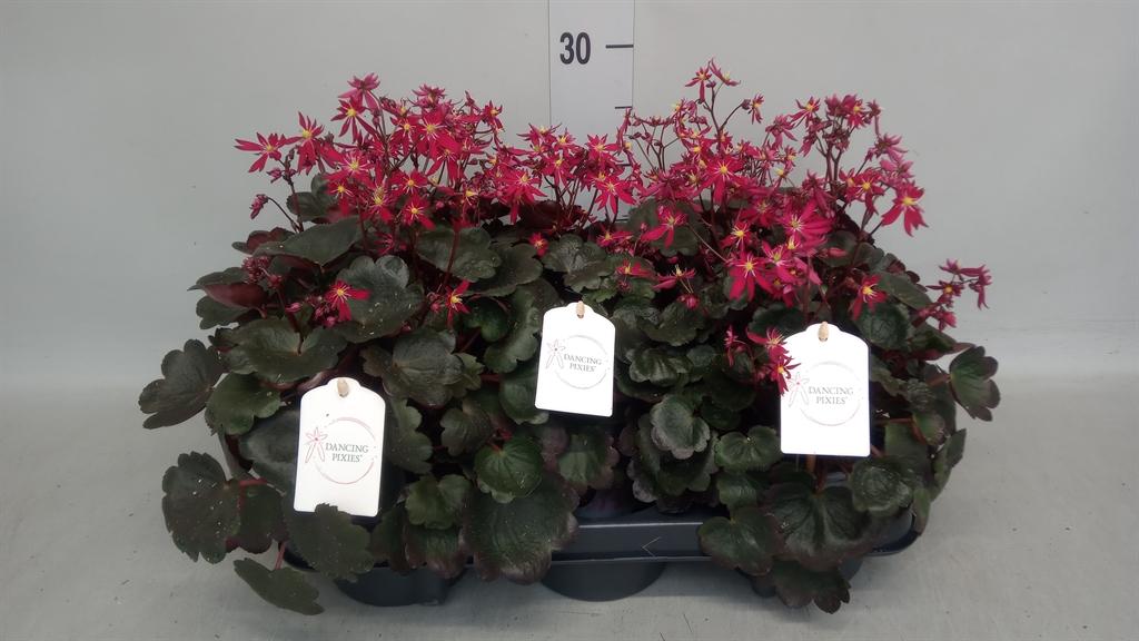 Горшечные цветы и растения оптом Saxifraga Cor. danc Pixies Tessy от 5шт из Голландии с доставкой по России