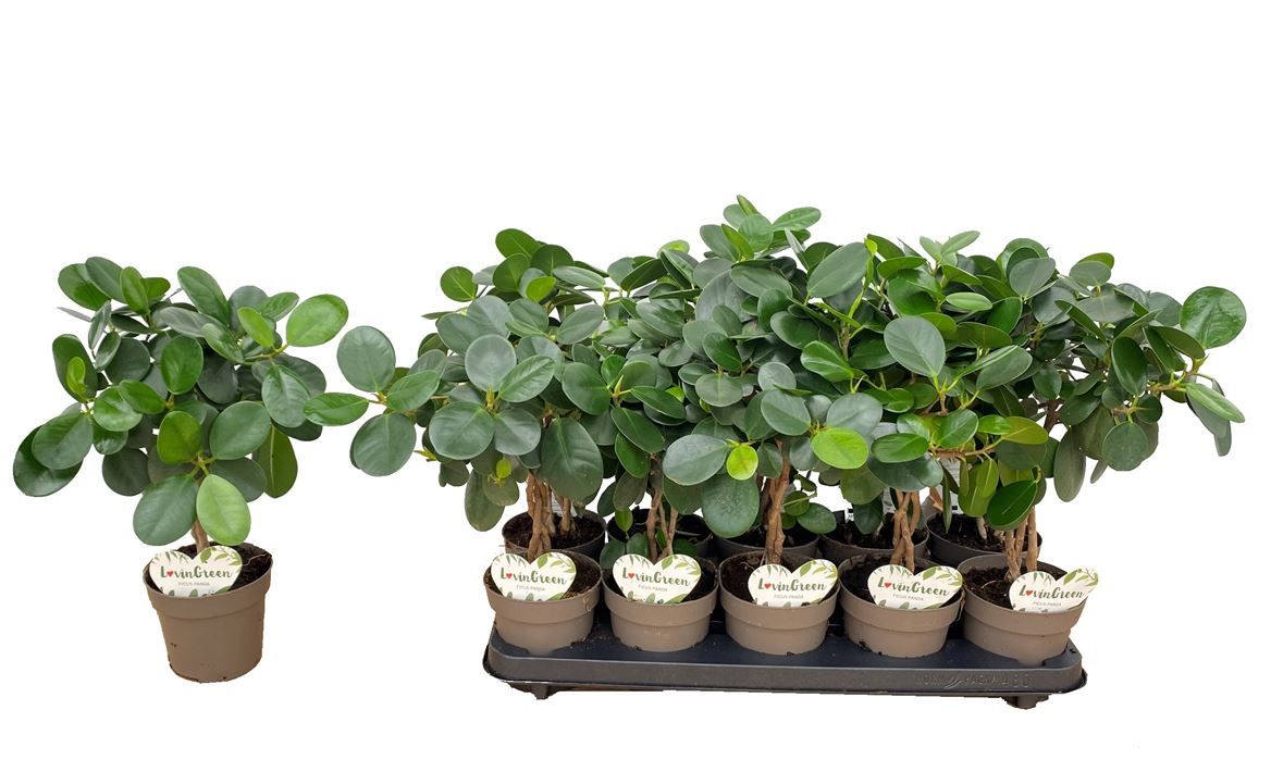 Горшечные цветы и растения оптом Ficus Mi Panda Twistd Stem от 10шт из Голландии с доставкой по России