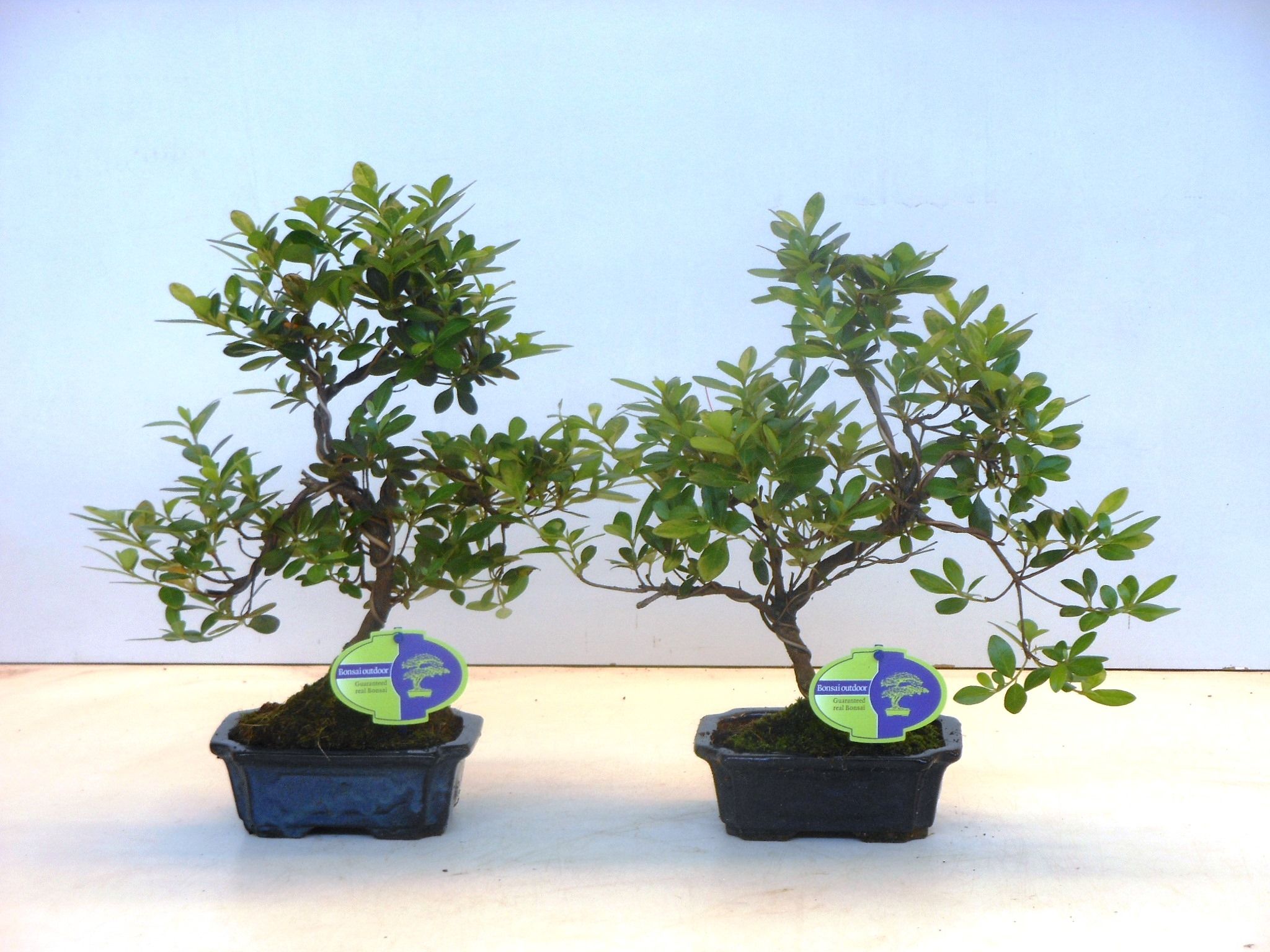 Горшечные цветы и растения оптом Bonsai Rhododendron Indicum,  Shape Without D от 8шт из Голландии с доставкой по России