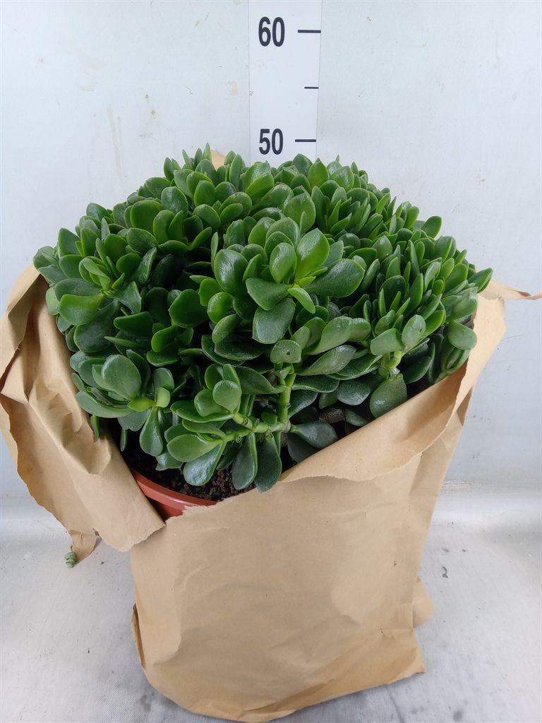 Горшечные цветы и растения оптом Crassula Ovata от 1шт из Голландии с доставкой по России
