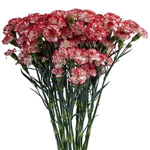 Срезанные цветы оптом Dianthus sp minuetto hf от 80шт из Голландии с доставкой по России