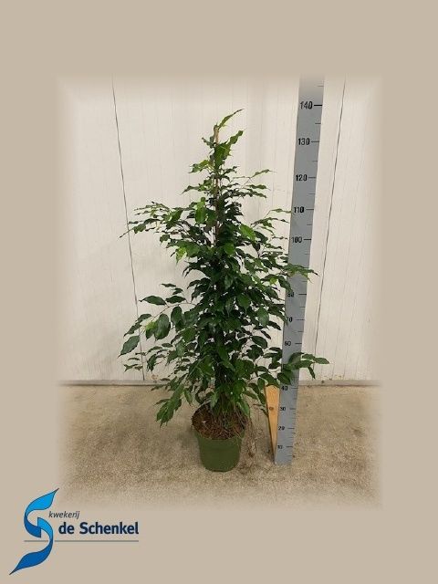 Горшечные цветы и растения оптом Fic Be Exotica от 1шт из Голландии с доставкой по России