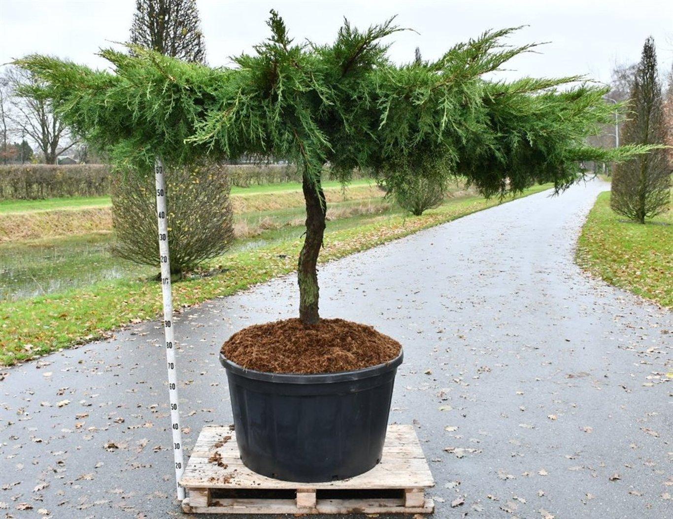 Горшечные цветы и растения оптом Juniperus Pf. pfitzeriana Aurea A от 1шт из Голландии с доставкой по России