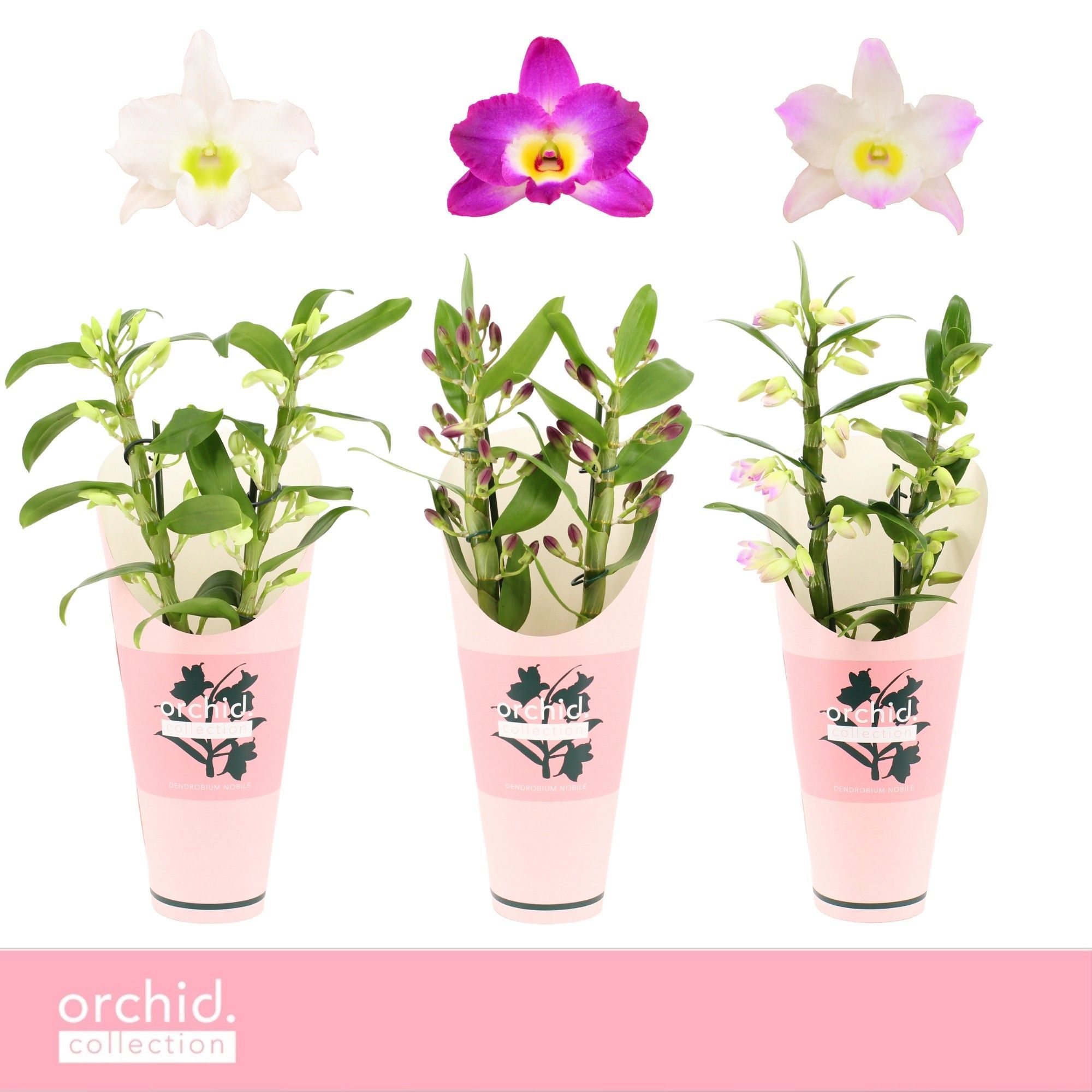 Горшечные цветы и растения оптом Dendr Nob 2st Mix Compact Orchid Collection от 6шт из Голландии с доставкой по России