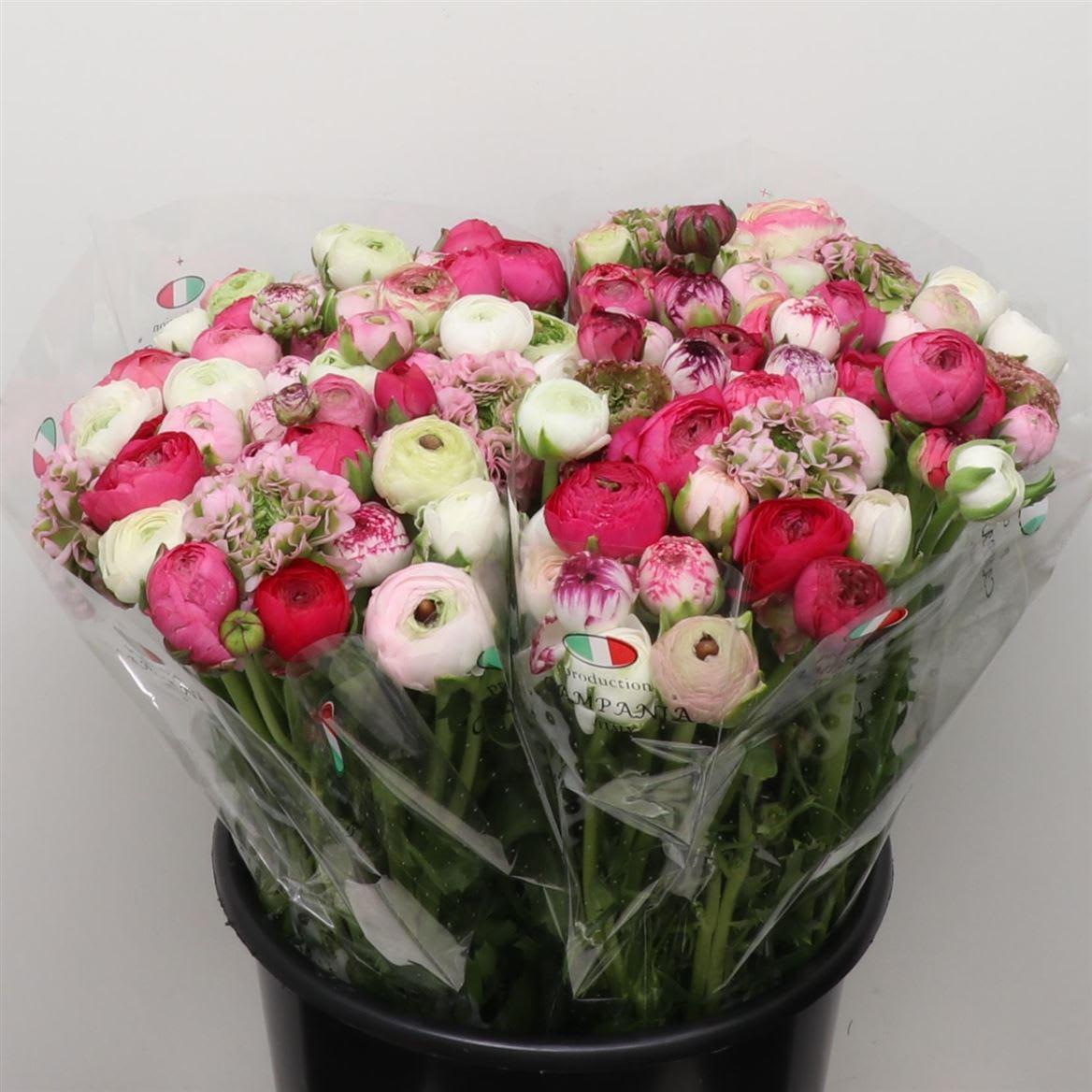 Срезанные цветы оптом Ranunculus elegance pink от 100шт.. из Голландии с доставкой по России