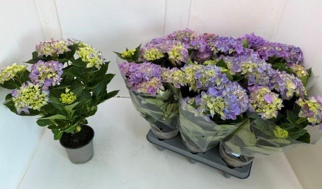 Горшечные цветы и растения оптом Hydr M Ov от 6шт из Голландии с доставкой по России