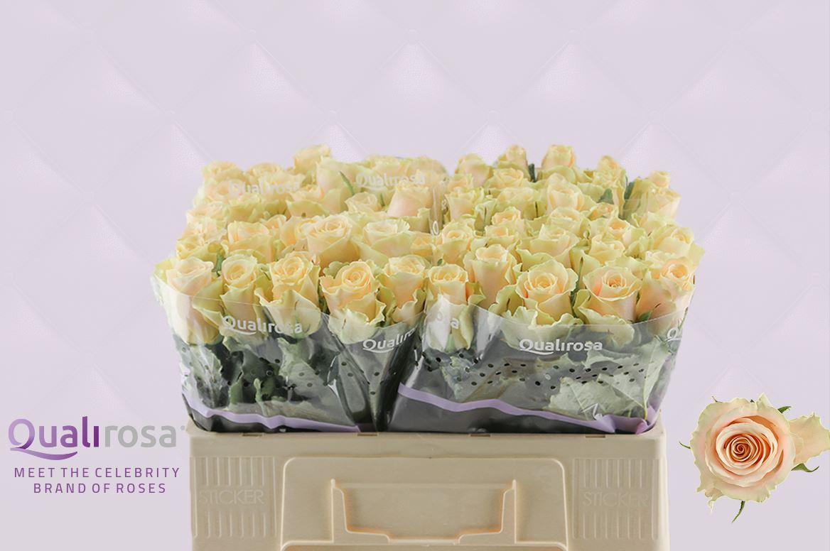 Срезанные цветы оптом Rosa large charmant от 60шт. из Голландии с доставкой по России