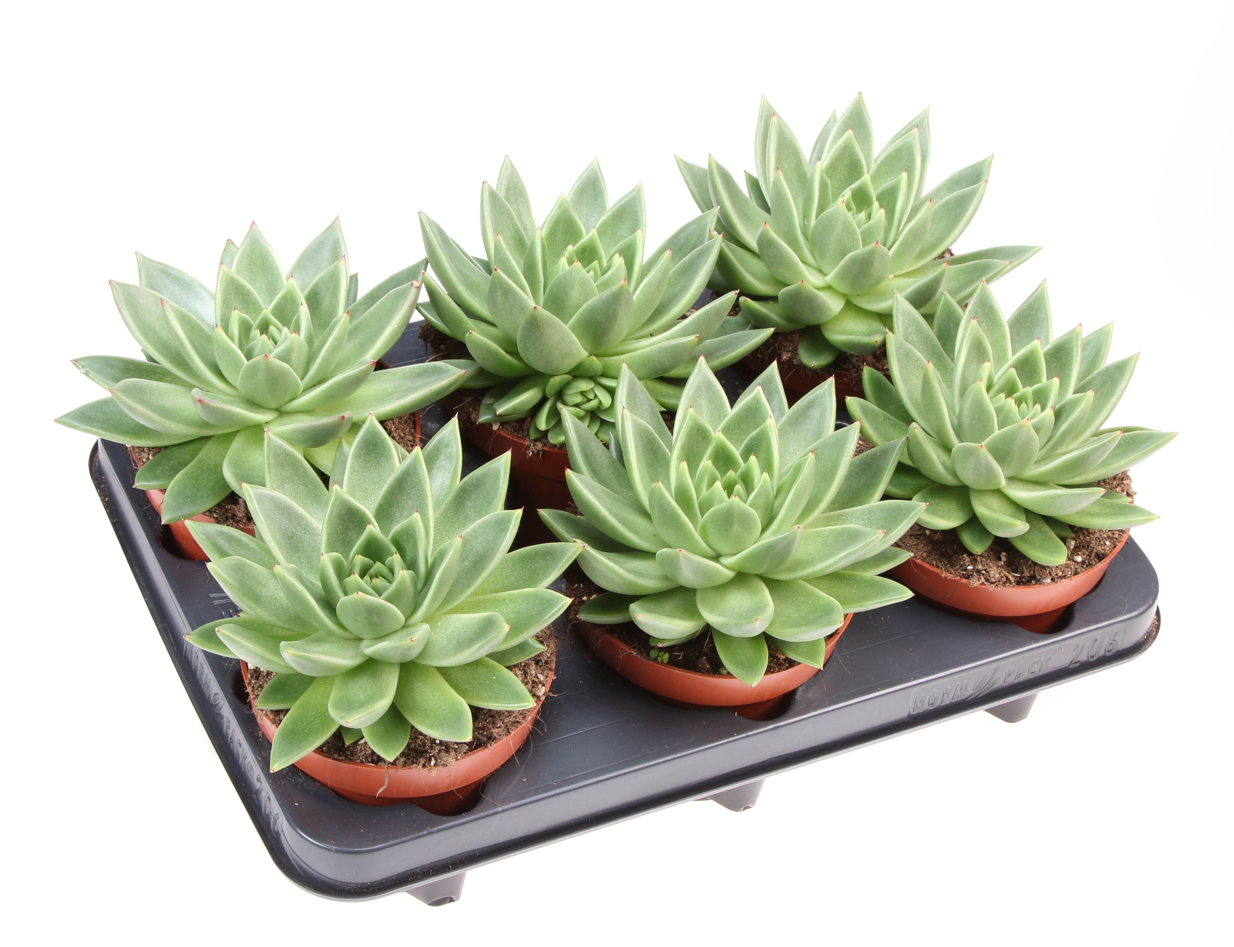 Горшечные цветы и растения оптом Echeveria Miranda от 6шт из Голландии с доставкой по России