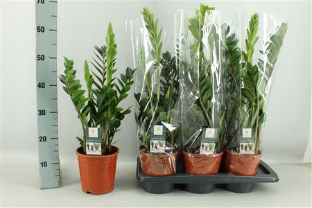 Горшечные цветы и растения оптом Zamio Zamiifolia 3-4 P17 * Spring Deal * от 6шт из Голландии с доставкой по России