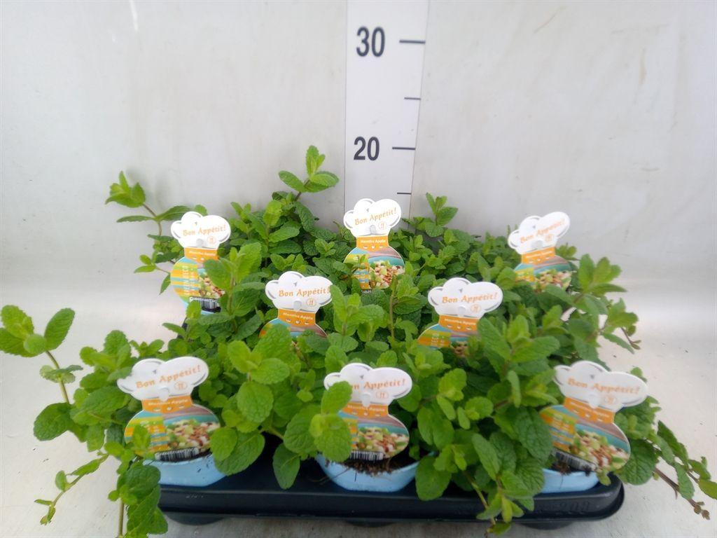 Горшечные цветы и растения оптом Mentha Suaveolens от 8шт из Голландии с доставкой по России