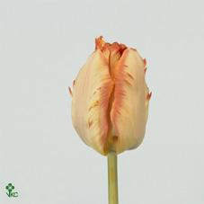 Срезанные цветы оптом Tulipa pa salmon parrot от 150шт из Голландии с доставкой по России