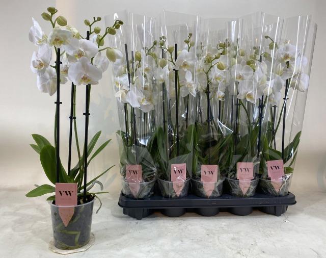 Горшечные цветы и растения оптом Phal An Inverness от 10шт из Голландии с доставкой по России