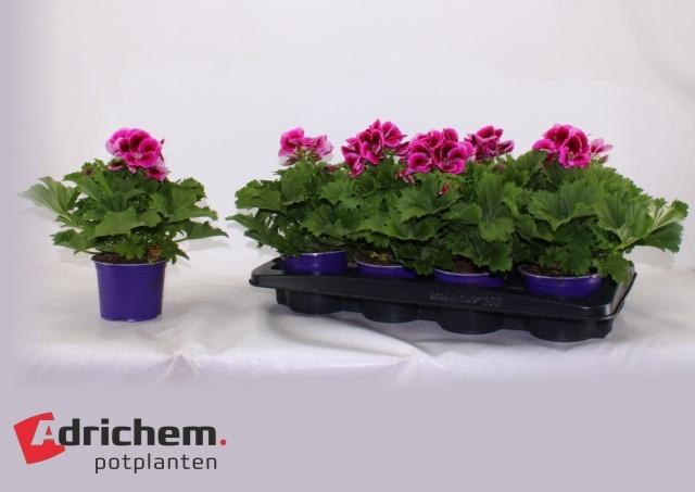 Горшечные цветы и растения оптом Pel Gr Elegance Loes от 8шт из Голландии с доставкой по России