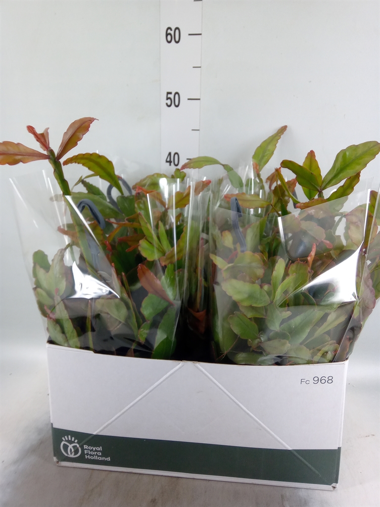 Горшечные цветы и растения оптом Rhipsalis Elliptica от 5шт из Голландии с доставкой по России