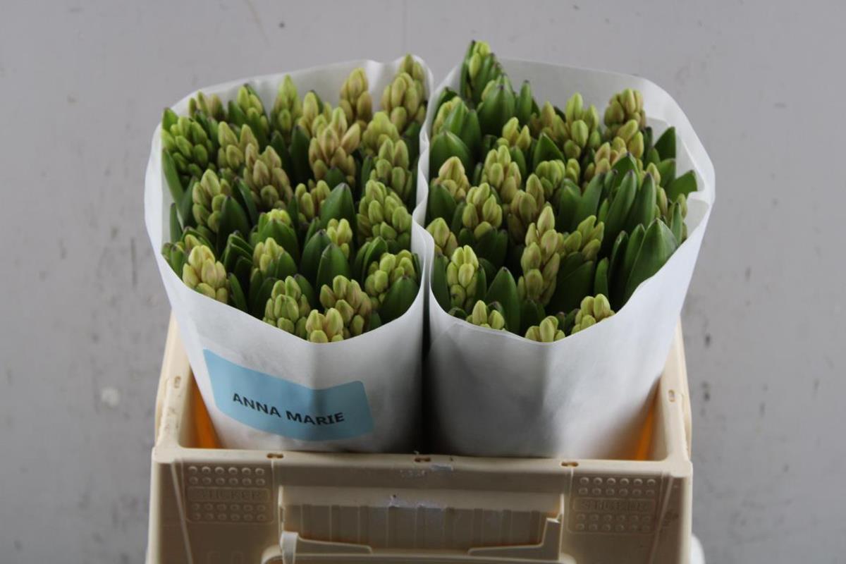 Срезанные цветы оптом Hyacinthus anna marie от 50шт из Голландии с доставкой по России