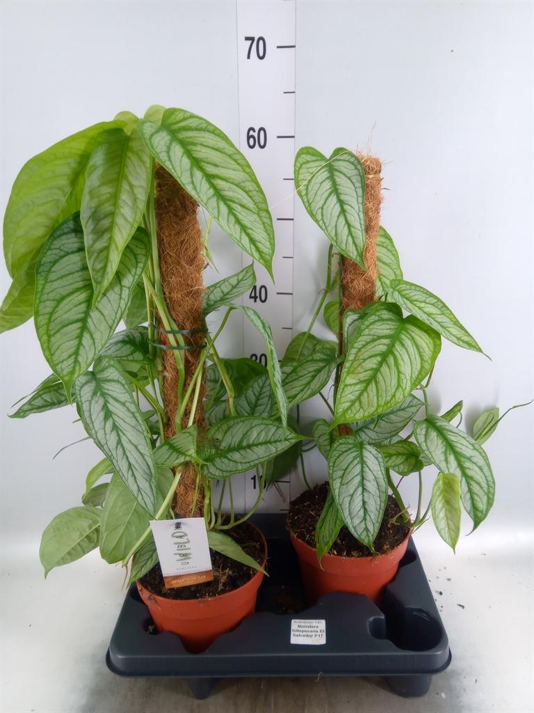 Горшечные цветы и растения оптом Monstera   ... от 2шт из Голландии с доставкой по России