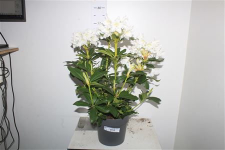 Горшечные цветы и растения оптом Rhododendron White Flowering! от 1шт из Голландии с доставкой по России