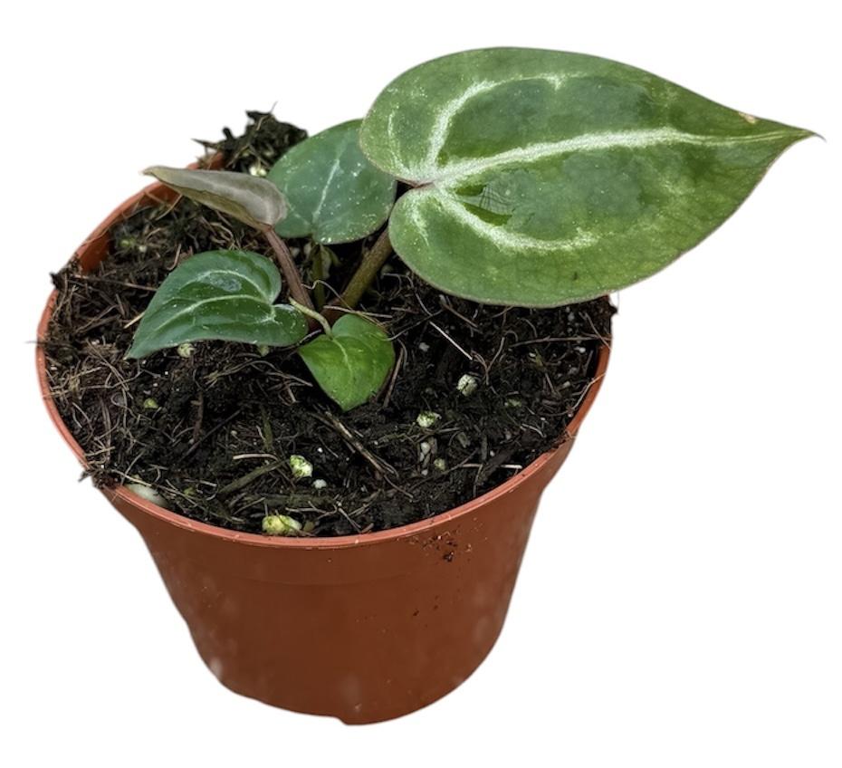Горшечные цветы и растения оптом Anthurium Red Crystallinum от 1шт (для телеги) из Голландии с доставкой по России